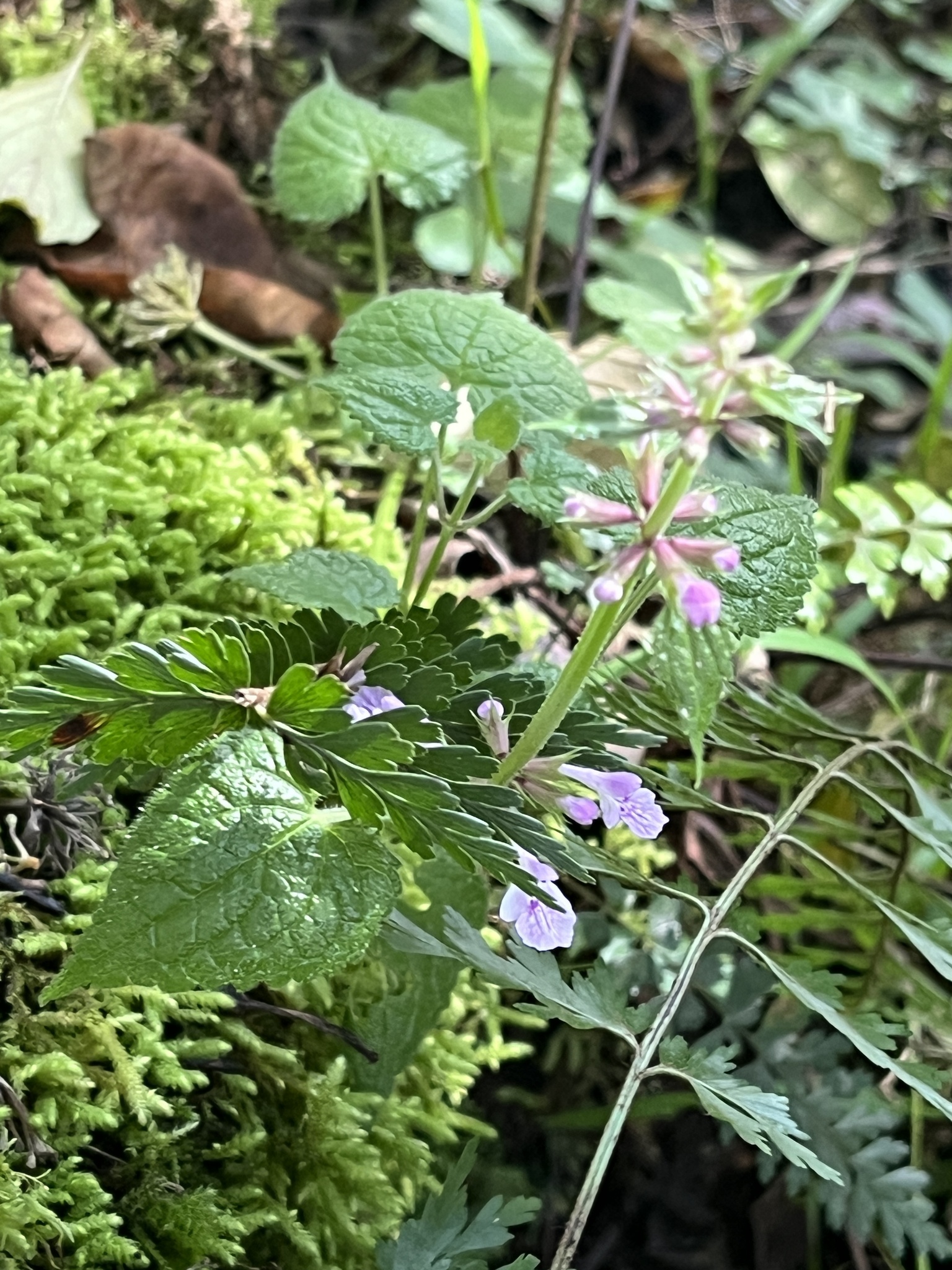 Stachys aculeolata