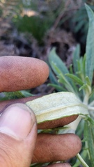 Pseudognaphalium attenuatum