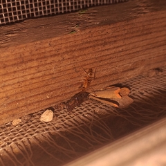 Camponotus conspicuus