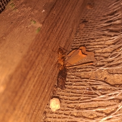 Camponotus conspicuus