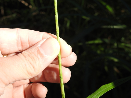 Image of Rottboellia cochinchinensis by (c) Sam Kieschnick, some rights reserved (CC BY)