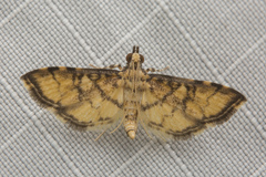 Nacoleia