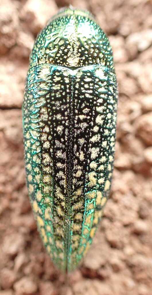 Amblysterna johnstoni
