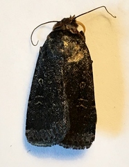 Abagrotis duanca