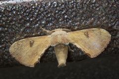 Bombycidae