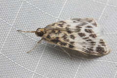 Erpis macularis