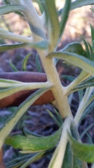 Pseudognaphalium attenuatum