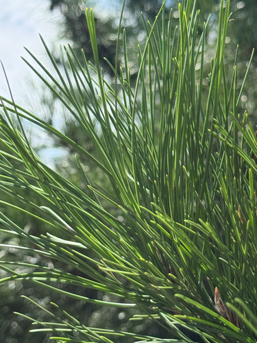 Pinus tabuliformis, photograph 6