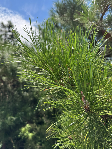 Pinus tabuliformis, photograph 5