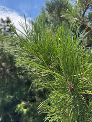 (c) carbapple, some rights reserved (CC BY) Pinus tabuliformis, photograph (c) carbapple, some rights reserved (CC BY)