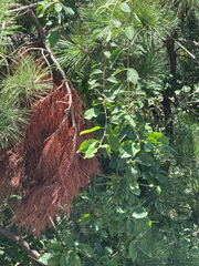 (c) carbapple, some rights reserved (CC BY) Pinus tabuliformis, photograph (c) carbapple, some rights reserved (CC BY)