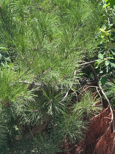 Pinus tabuliformis, photograph 2
