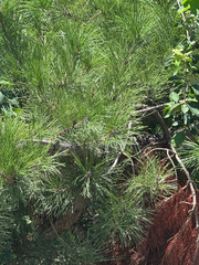 (c) carbapple, some rights reserved (CC BY) Pinus tabuliformis, photograph (c) carbapple, some rights reserved (CC BY)