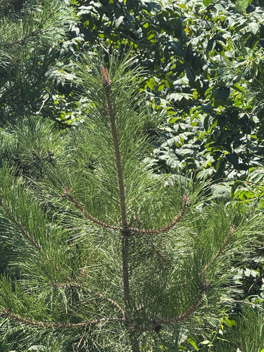Pinus tabuliformis, photograph 4