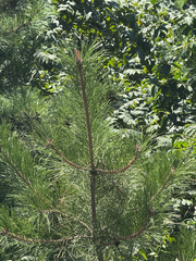 (c) carbapple, some rights reserved (CC BY) Pinus tabuliformis, photograph (c) carbapple, some rights reserved (CC BY)