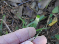 Paspalum setaceum