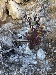 Penstemon clevelandii clevelandii