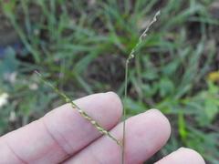 Paspalum setaceum