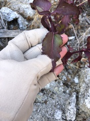 Penstemon clevelandii clevelandii