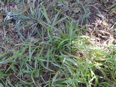 Paspalum setaceum