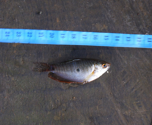 Trichopodus trichopterus