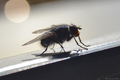 Diptera