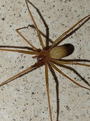 Loxosceles blanda