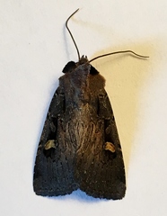 Adelphagrotis indeterminata