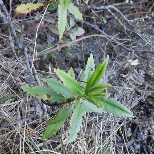 Veronica stricta