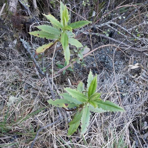 Veronica stricta