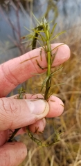 Hippuris vulgaris
