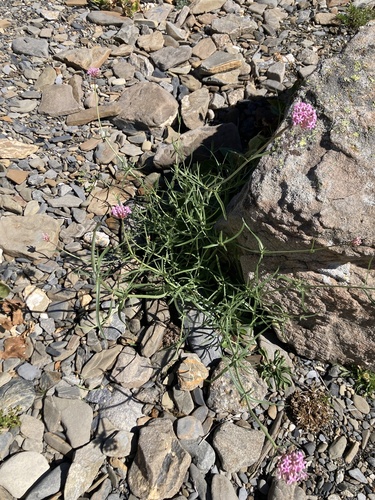 Narrow-leaved Valerian (Centranthus angustifolius)