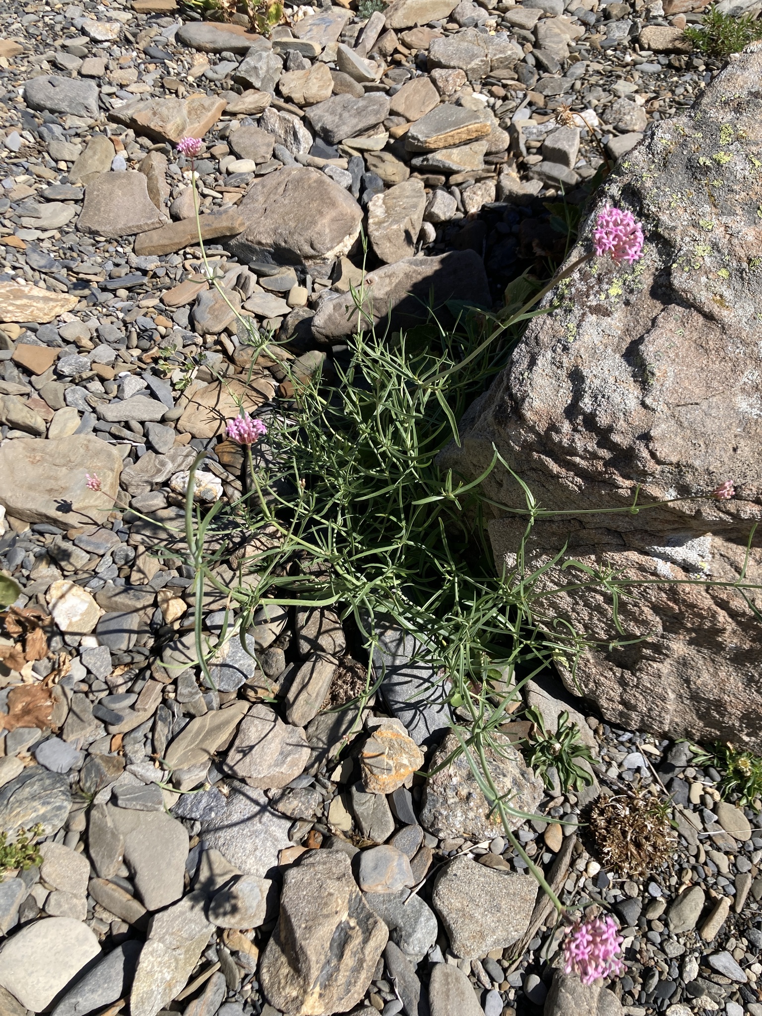 Narrow-Leaved Valerian (Centranthus angustifolius)