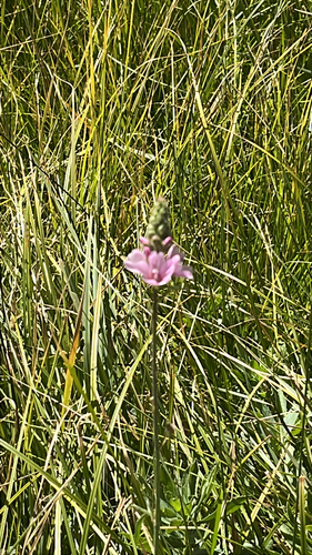 iNaturalist observation photo of Oregon Checker-mallow