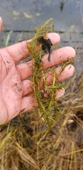 Hippuris vulgaris
