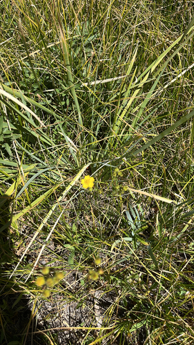iNaturalist observation photo of slender cinquefoil