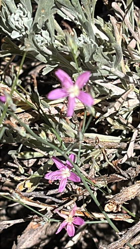 iNaturalist observation photo of Thorny Skeletonweed