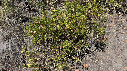 iNaturalist observation photo of greenleaf manzanita