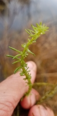 Hippuris vulgaris