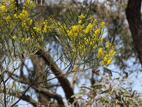 Acacia linearifolia, photograph 5