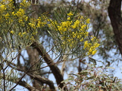 Acacia linearifolia, photograph (c) ian_mcallan, some rights reserved (CC BY)
