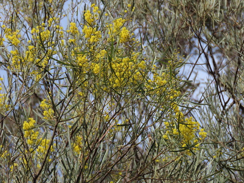 Acacia linearifolia, photograph 6