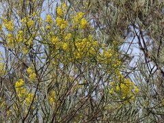 Acacia linearifolia, photograph (c) ian_mcallan, some rights reserved (CC BY)