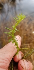 Hippuris vulgaris