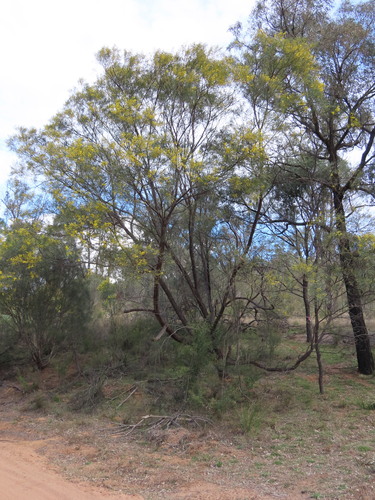 Acacia linearifolia, photograph 1