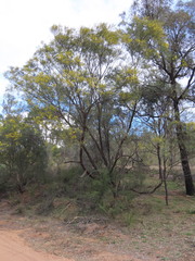 Acacia linearifolia, photograph (c) ian_mcallan, some rights reserved (CC BY)