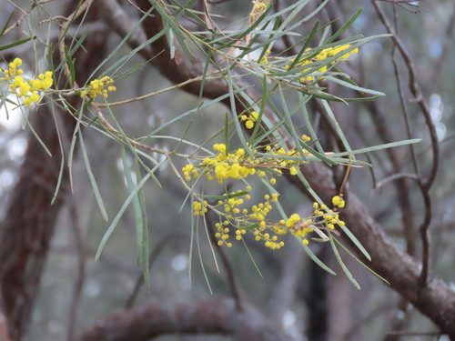 Acacia linearifolia, photograph 3