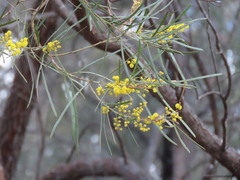 Acacia linearifolia, photograph (c) ian_mcallan, some rights reserved (CC BY)