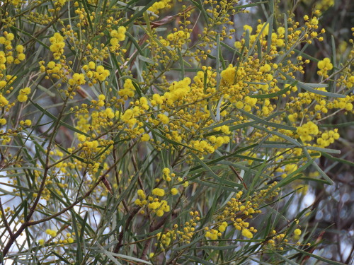 Acacia linearifolia, photograph 2