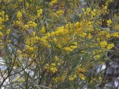Acacia linearifolia, photograph (c) ian_mcallan, some rights reserved (CC BY)